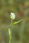 Coastal plain angelica